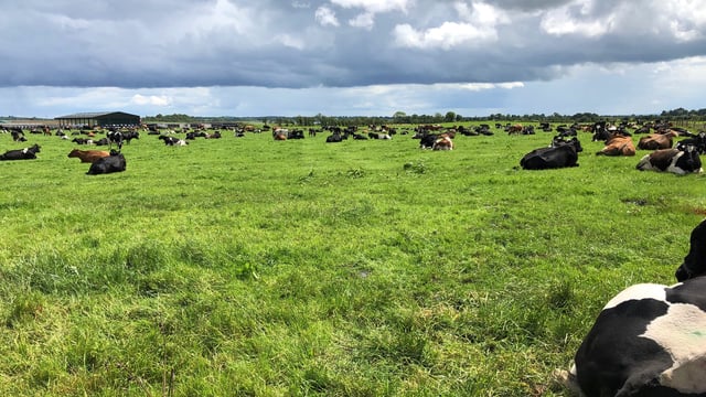 Dairy focus: From beef farming in Scotland to dairy farming in Co. Westmeath