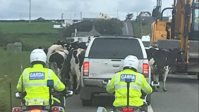 Cows get 'presidential' treatment with Garda 'escort'