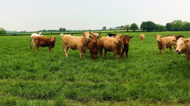 Bord Bia highlights 'significant difference' between Grass-Fed Standard and PGI