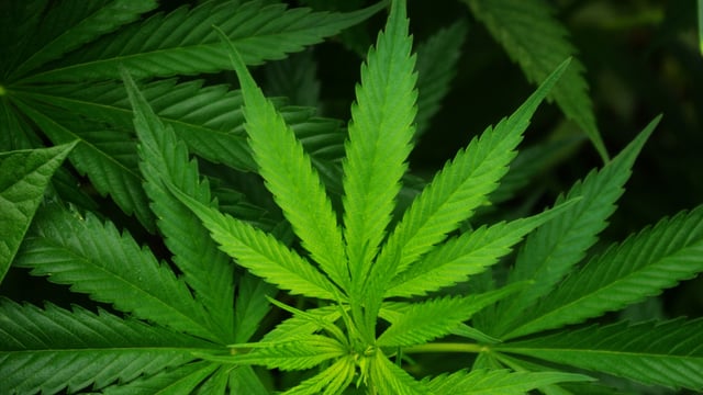 Irish farmers offered contracts to grow hemp