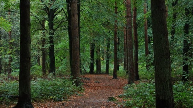 Concerns raised on 'mandatory farm forestry whispers'