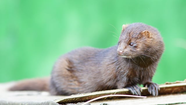 Fur farming to end in Ireland as ban passes final stage