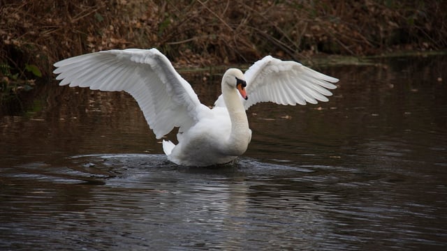 Swans and snails take centre stage at wind farm hearing, but why?