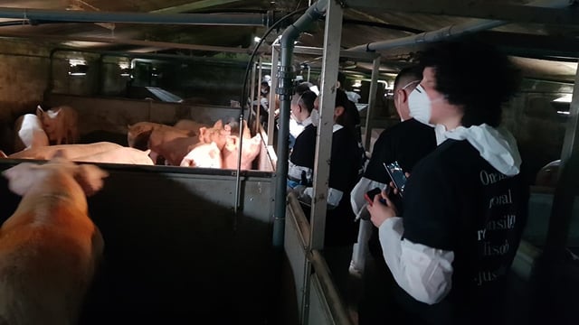Advice issued on preparing for activist activity on farms