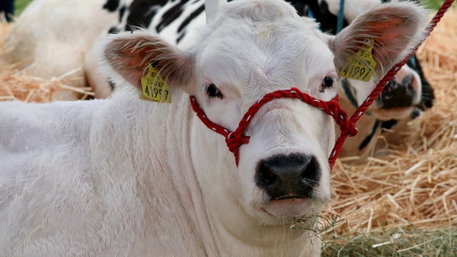 Tinahely Show captures 'essence of rural Ireland'