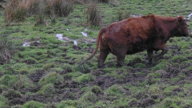 Graphic: Farmer sentenced for animal welfare offences