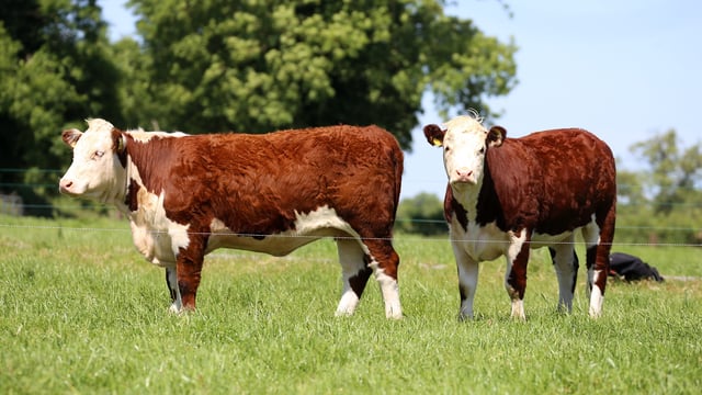 Tullamore mart to host pedigree Hereford heifer sale