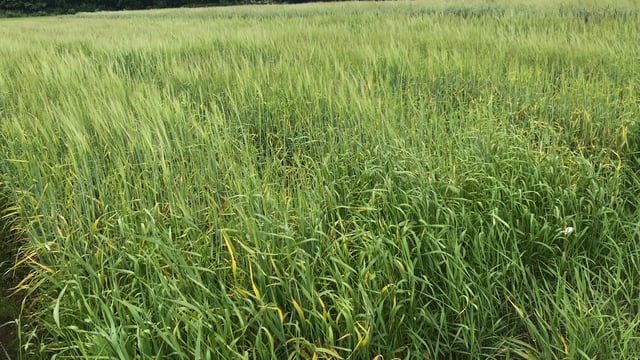 What to look out for when selecting a spring barley variety in 2025
