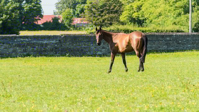 Suspension of point-to-point racing to have 'very serious financial implications'
