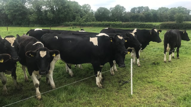 How is the Grange dairy calf-to-beef herd performing?