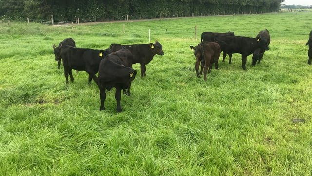 Beef-bull selection for dairy cows in 2023