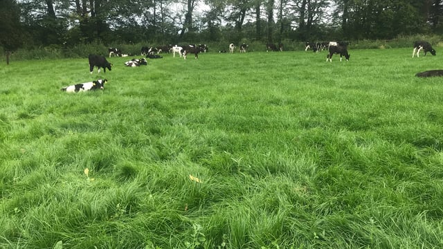 Avoiding issues when turning calves out to grass