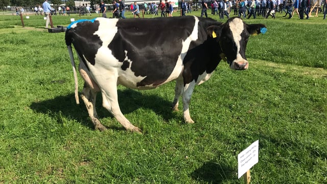 Moorepark '19: What are the results from recent sexed semen research?