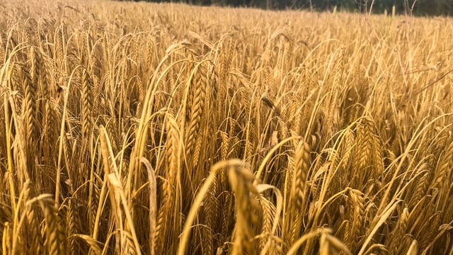 Harvest update: Spring and winter barley being cut in early August