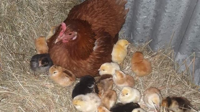 Banagher farmer's 'eggs-traordinary' hatching story