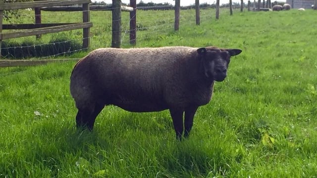 Blue Texel society to host first annual show and sale