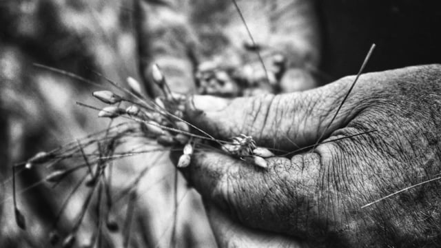 Grain price: Indications of harvest price will be a while off