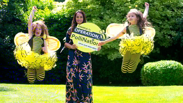 'Operation PolliNation' creates a real buzz