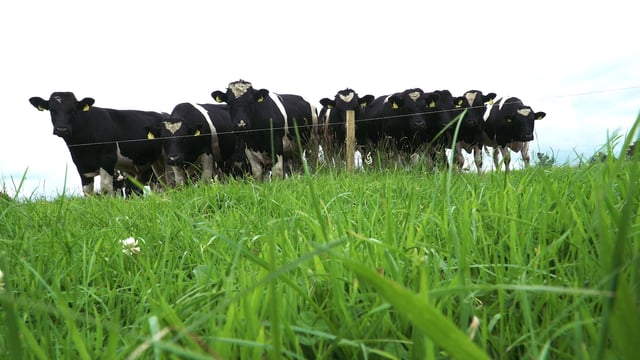 Teagasc Green Acres Calf to Beef farms: The story so far...