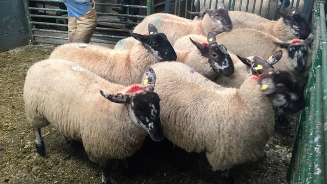 'Sheep farmers being turned away from factory gates' - ICSA chairman