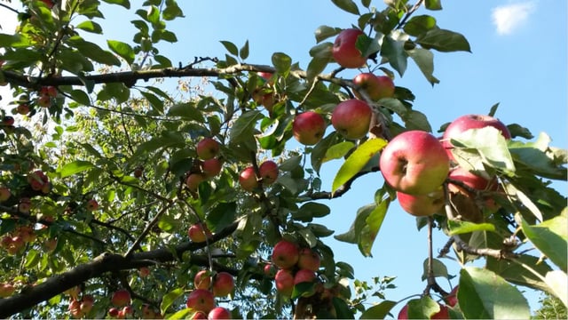 'Orchards for Farmers' launched to protect water quality