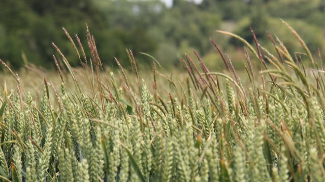 Tillage: The time to identify problem weeds is now