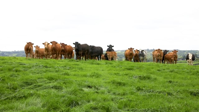 INHFA: New CAP should have special focus on sheep and cattle