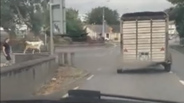 Video: Escaped cow causes havoc in Ennis