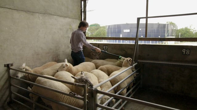 Video: Carnaross Mart installs EID reading technology