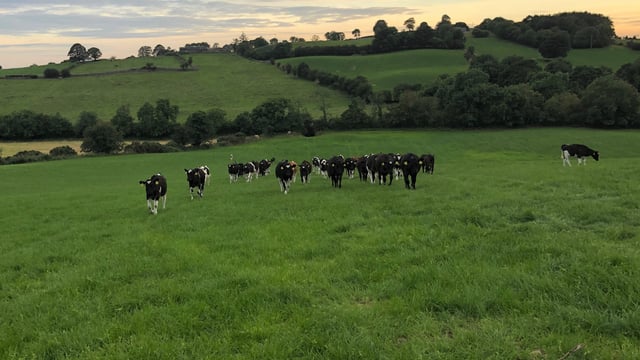 Weather conditions may offer perfect environment for lungworm to develop