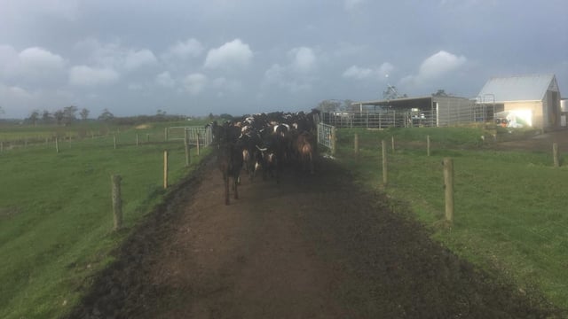 Milking 670 cows in the Waikato region in New Zealand