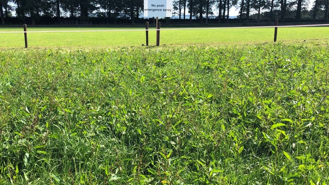 Pics: See the importance of spraying reseeds