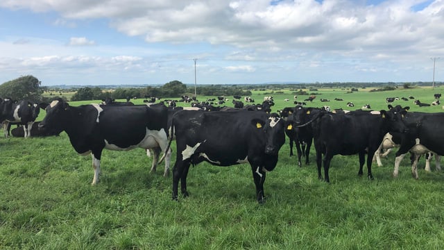Dairy Advice: Your complete pre-breeding guide