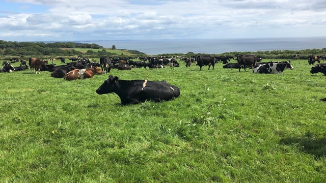 Dairy focus: Olympian turned dairy farmer in Co. Waterford