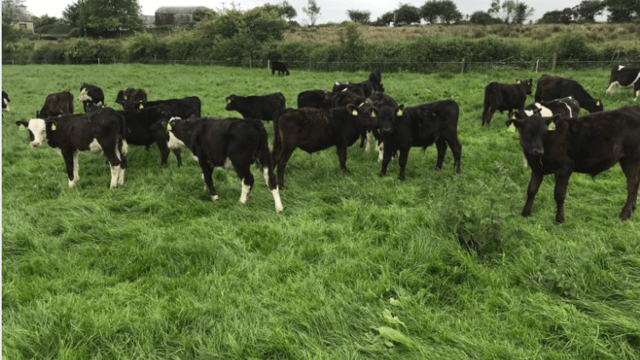 Parasitic burdens: 'Young stock and young grazers; they have had no exposure'