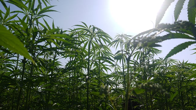 UK’s largest hemp farm forced to destroy crop