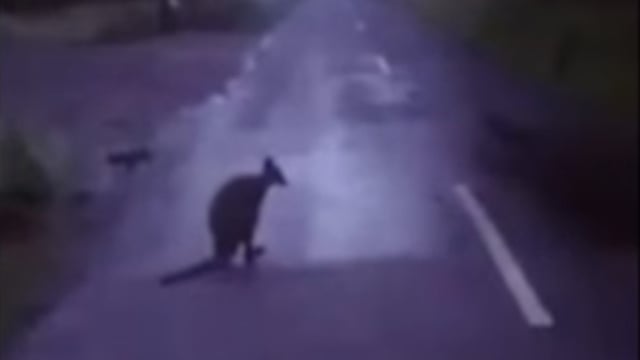 Video: Kangaroo spotted on rural Cork road