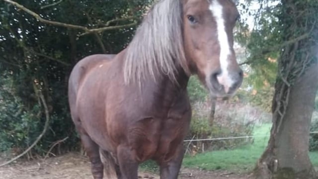 Gardaí recover pony stolen from Tipperary