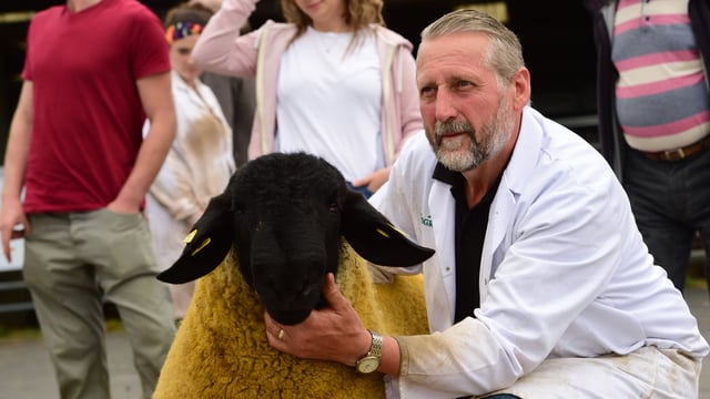 Retired car dealer making waves in the pedigree Suffolk sheep industry