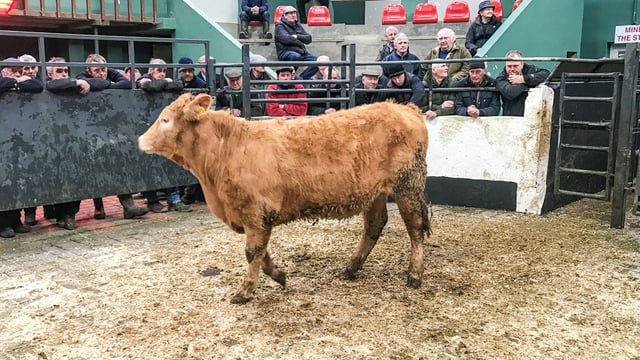 Ballymahon Mart: A larger sale with steady demand for bullocks
