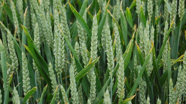 AHDB: International grain and oilseed prices on the rise