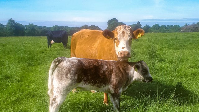 Large suckler herd to go under the hammer at Tullamore Mart