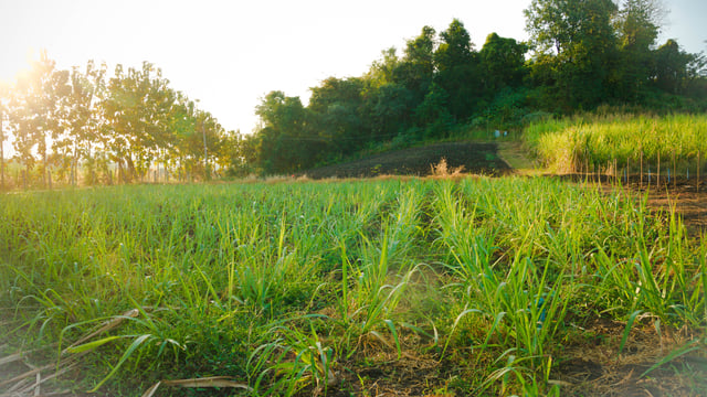 Beef crisis prompts interest in regenerative agriculture