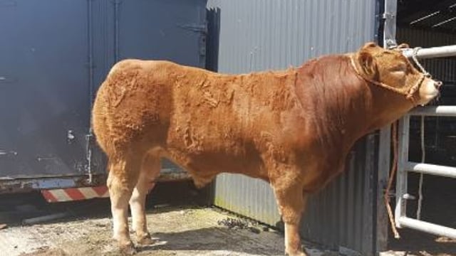 'No bull' as rural community group raises funds with pedigree Limousin bull