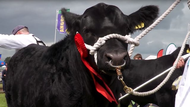 Video: Rain holds off to ensure hive of activity at Tullamore Show