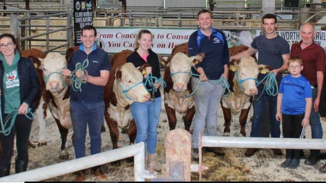Irish Hereford Society holds cattle dressing and showing workshops