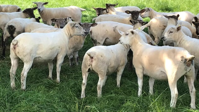 Sheep focus: Kildalton Agricultural College gets ready for breeding season