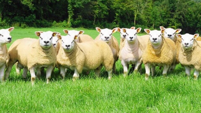 'Big Boy Ram Sale' set to take place this Friday