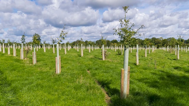 No target in place for afforestation licence output