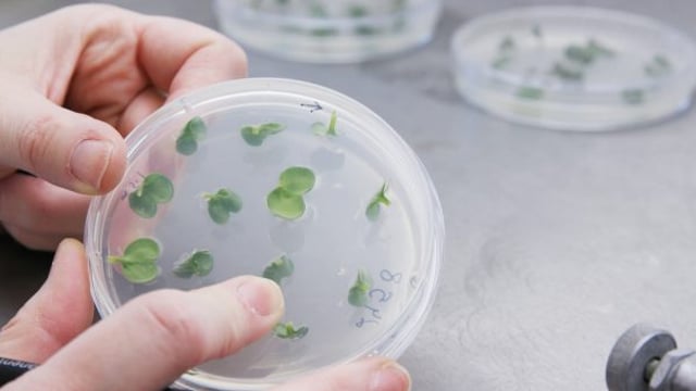 Petition launched to 'edit' plant-breeding ruling
